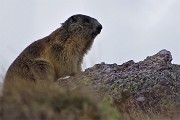 53 Marmotta in sentinella